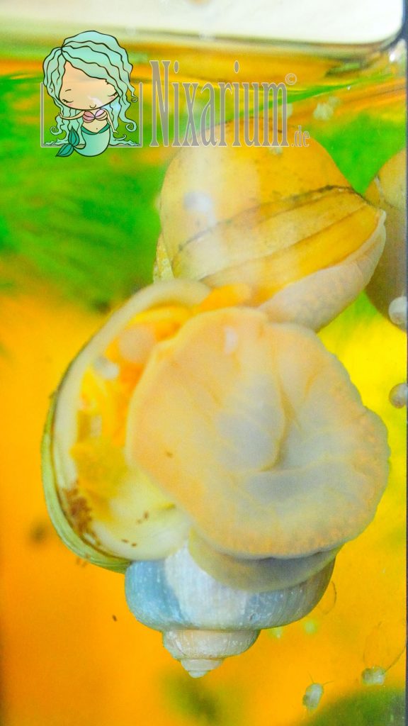 Apfelschnecke Apfelschneckenbaby
