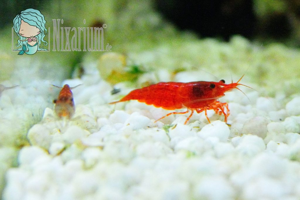 Aquarium mit Red Fire Garnelen