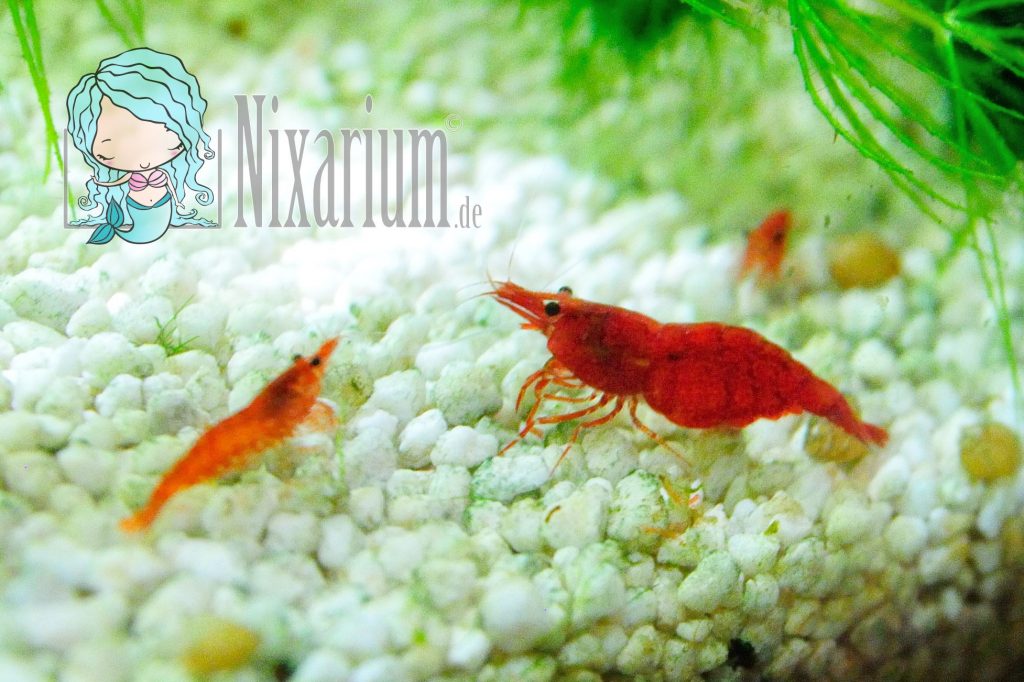 Ausgewachsene Red Fire Garnele