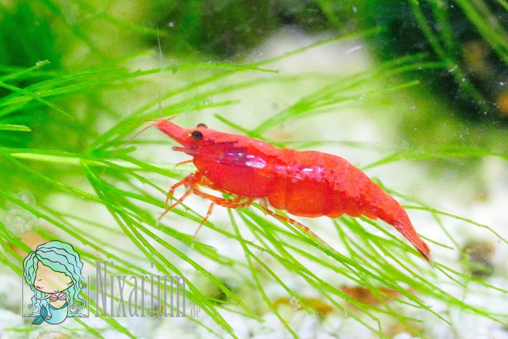 Große Red Fire Garnele mit Rückenstrich