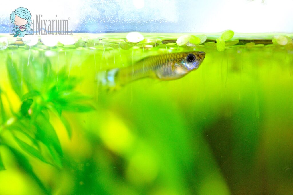 Nixarium - Herzlich Willkommen - Guppy Weibchen im Aquarium