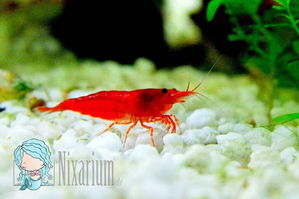 Red Fire Garnele Nahaufnahme