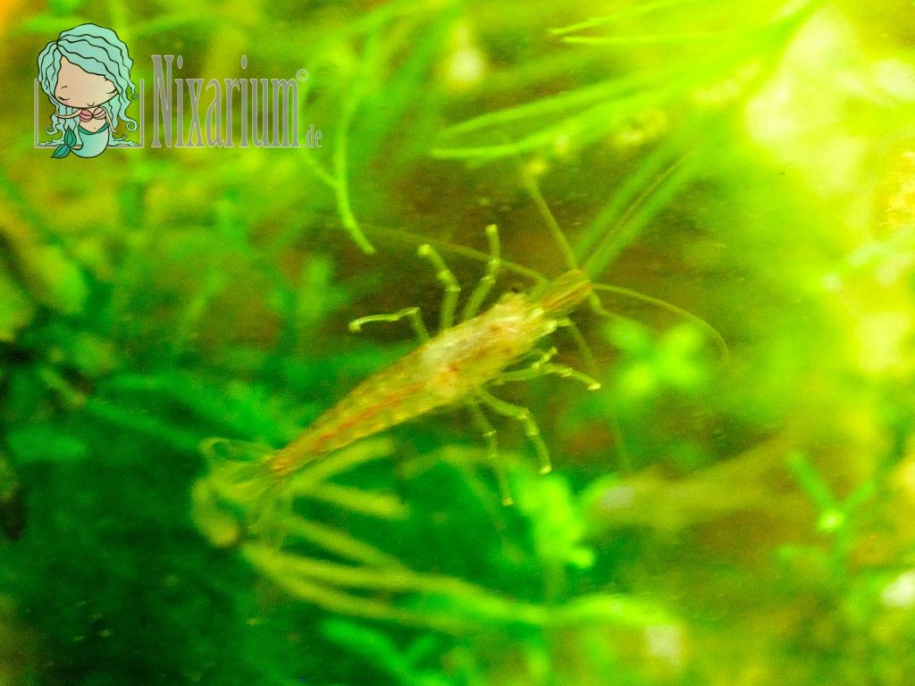 Red Fire Garnele von unten im Aquarium