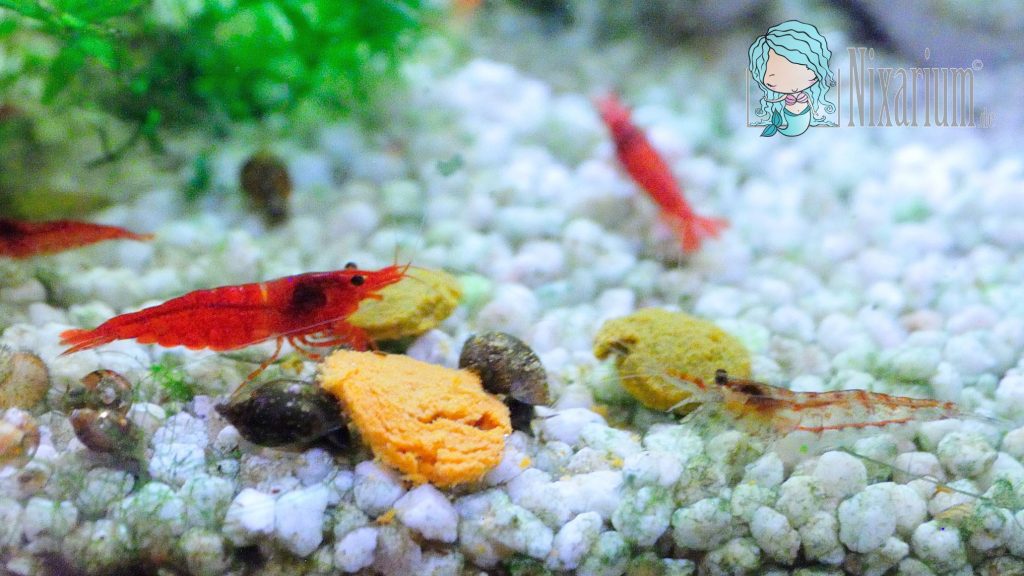 Red Fire Garnelen - Männchen und Weibchen