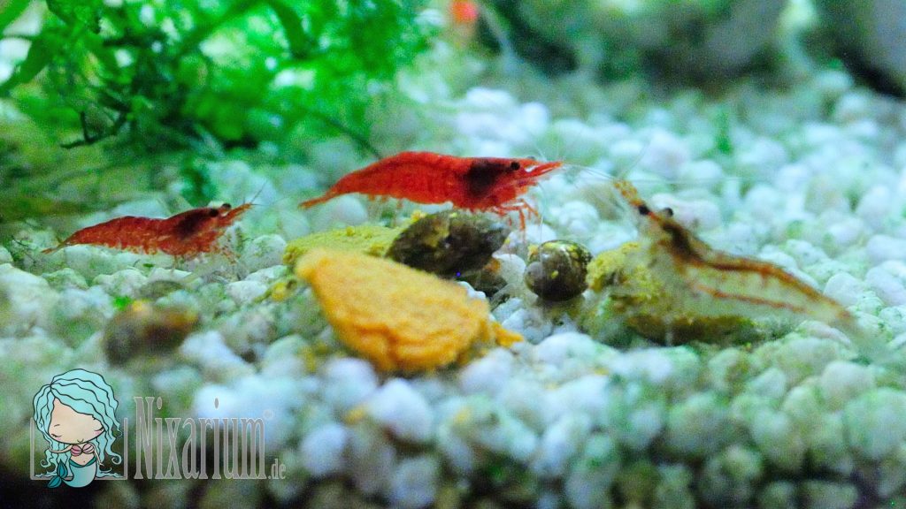 Zweitbesetzung Red Fire Garnelen - kräftige und blasse Farbe
