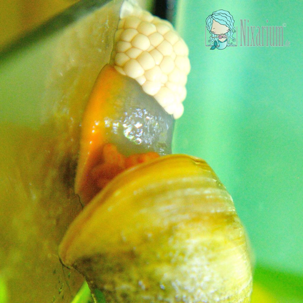 Apfelschnecke bei der Eiablage im Aquarium
