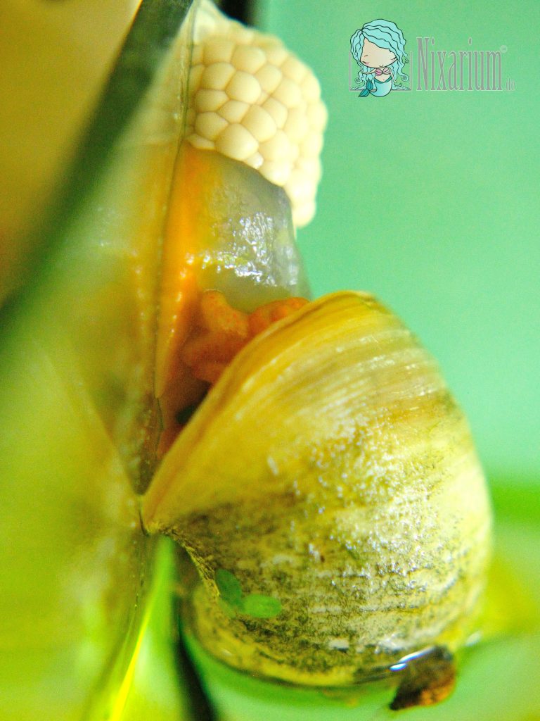 Apfelschnecke legt Eier im Aquarium