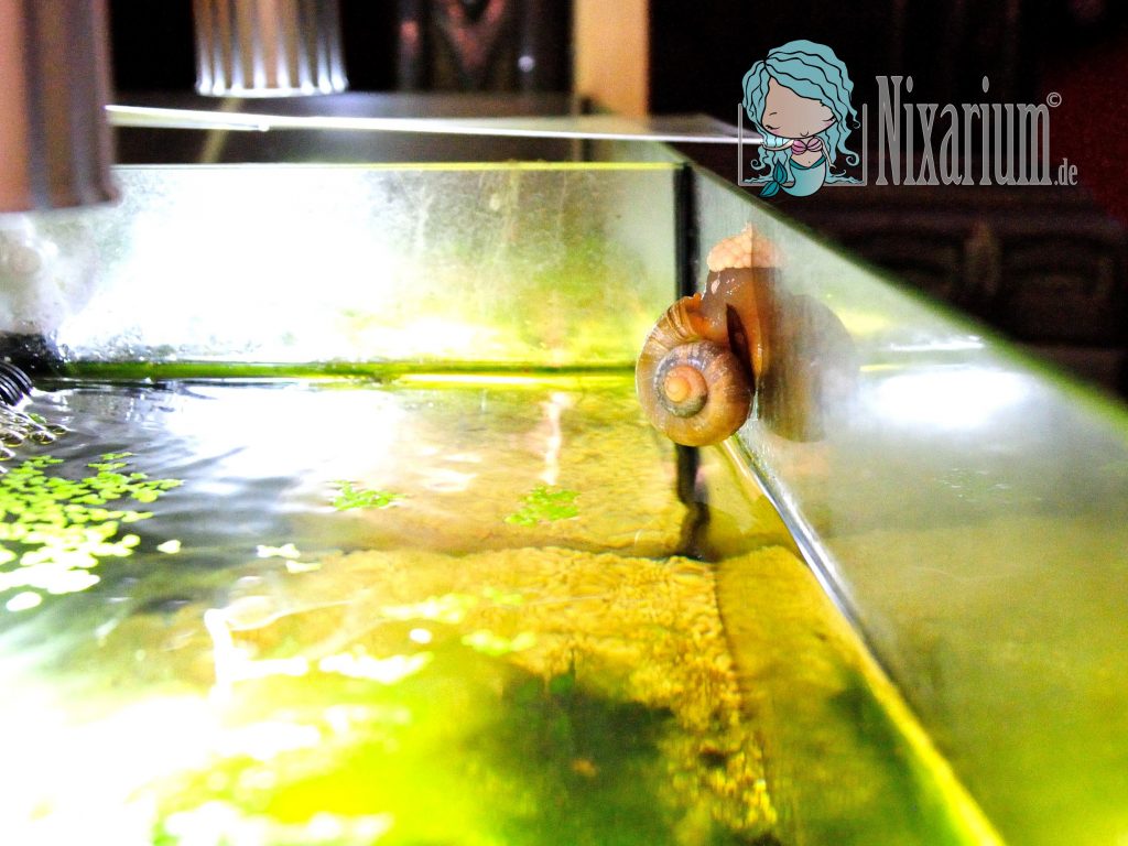 Eiablage der Apfelschnecke im Nelarium 1
