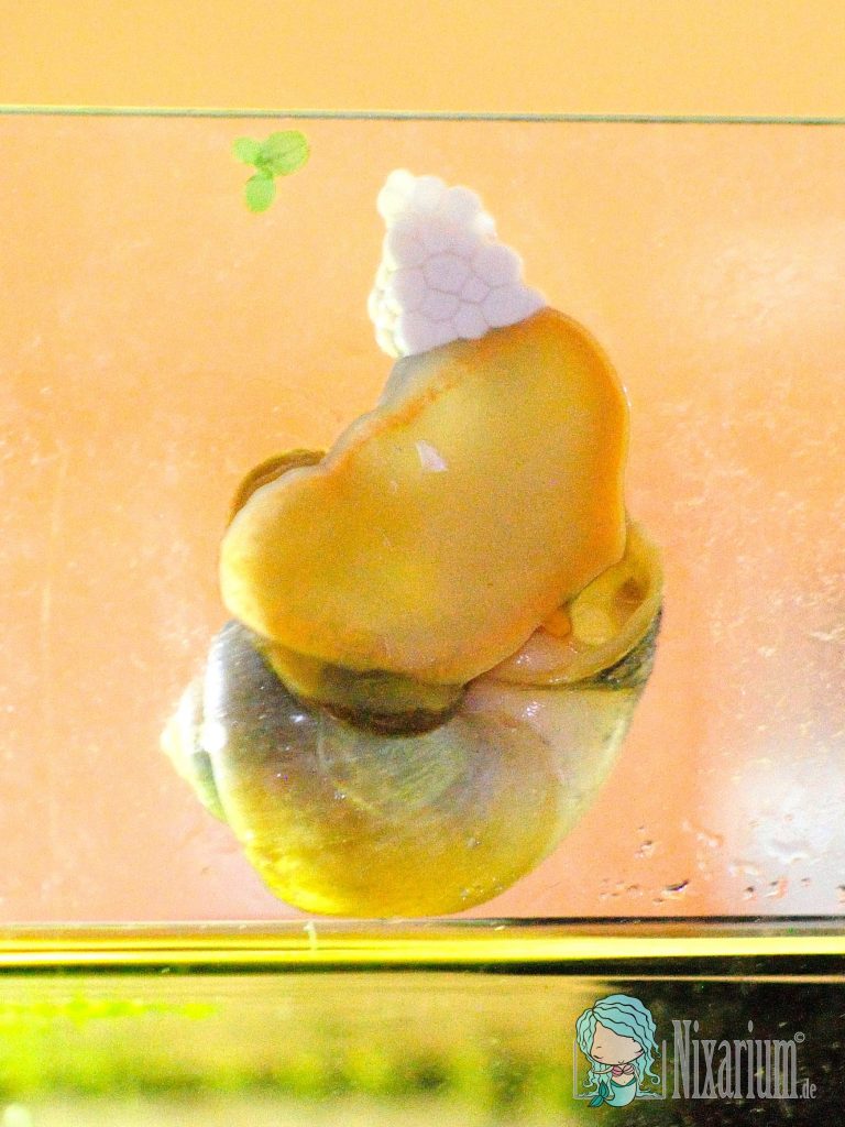 Eitraube der Apfelschnecke im Aquarium