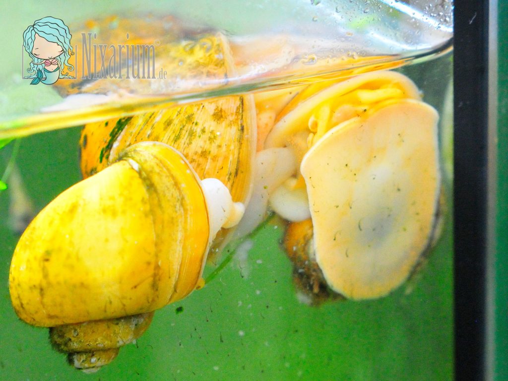 Fortpflanzung der Apfelschnecke