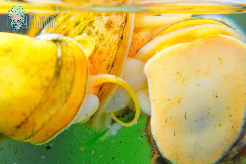 Fortpflanzung der Spitzen Apfelschnecke