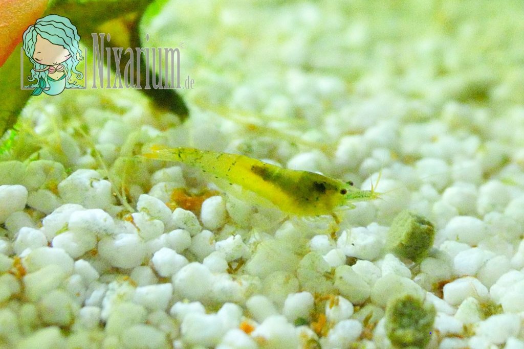 Gelbbraune Garnele im Aquarium - Kreuzung Red Fire Blue Pearl