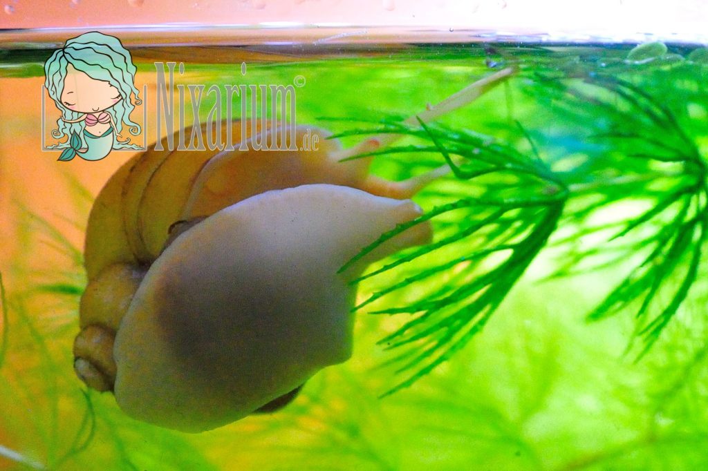 Gelbe Apfelschnecke im Hornkraut - Pomacea diffusa