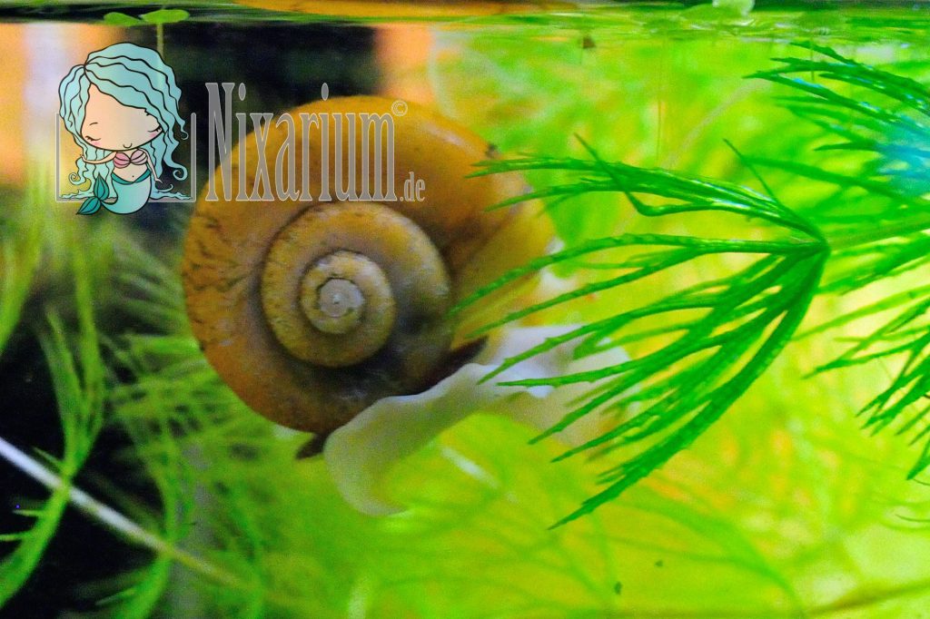 Goldene Apfelschnecke im Hornkraut - Pomacea diffusa