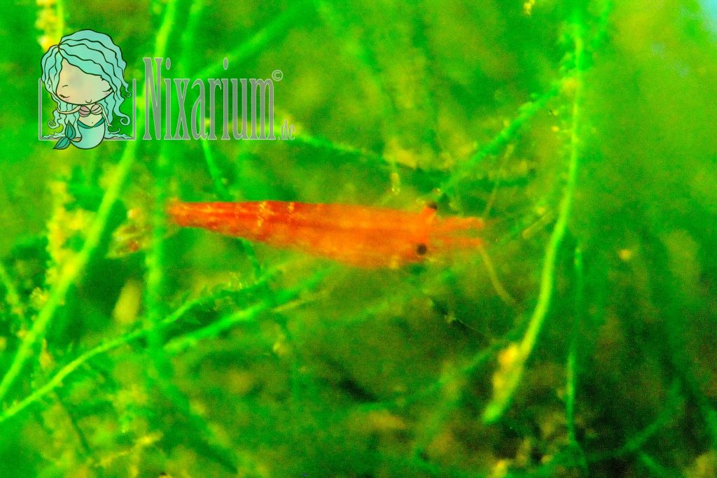 Neue Red Fire Garnelen für das Aquarium