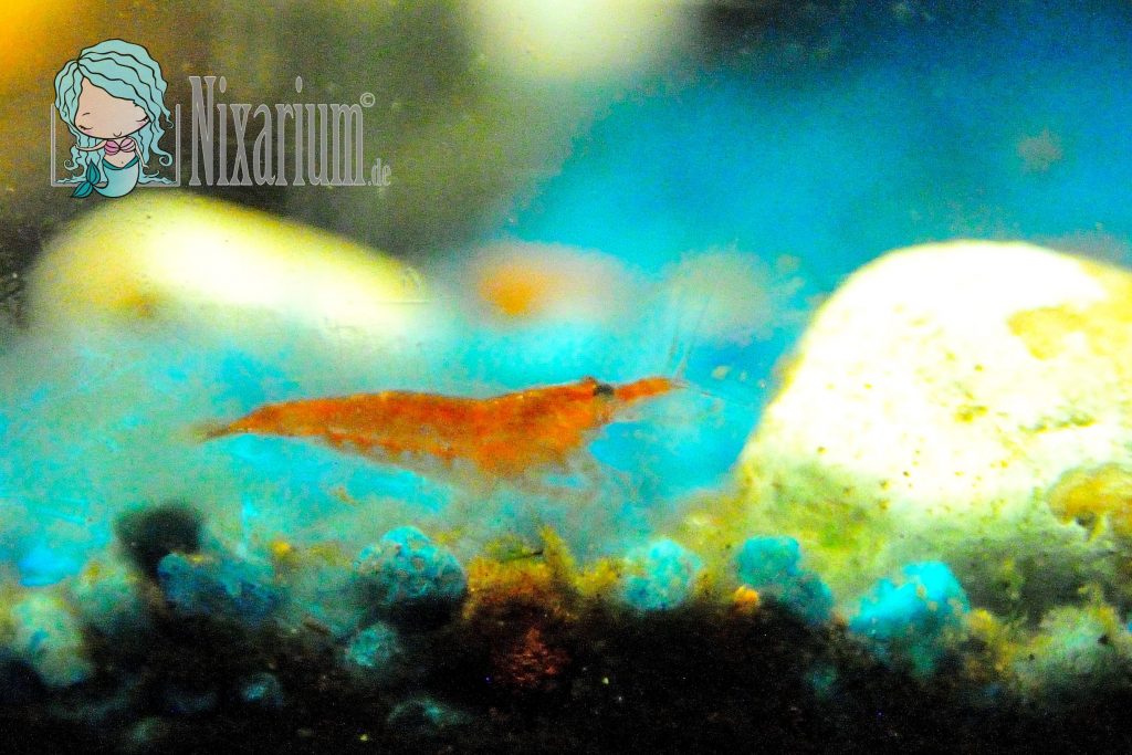 Neue Red Fire Garnelen im Aquarium