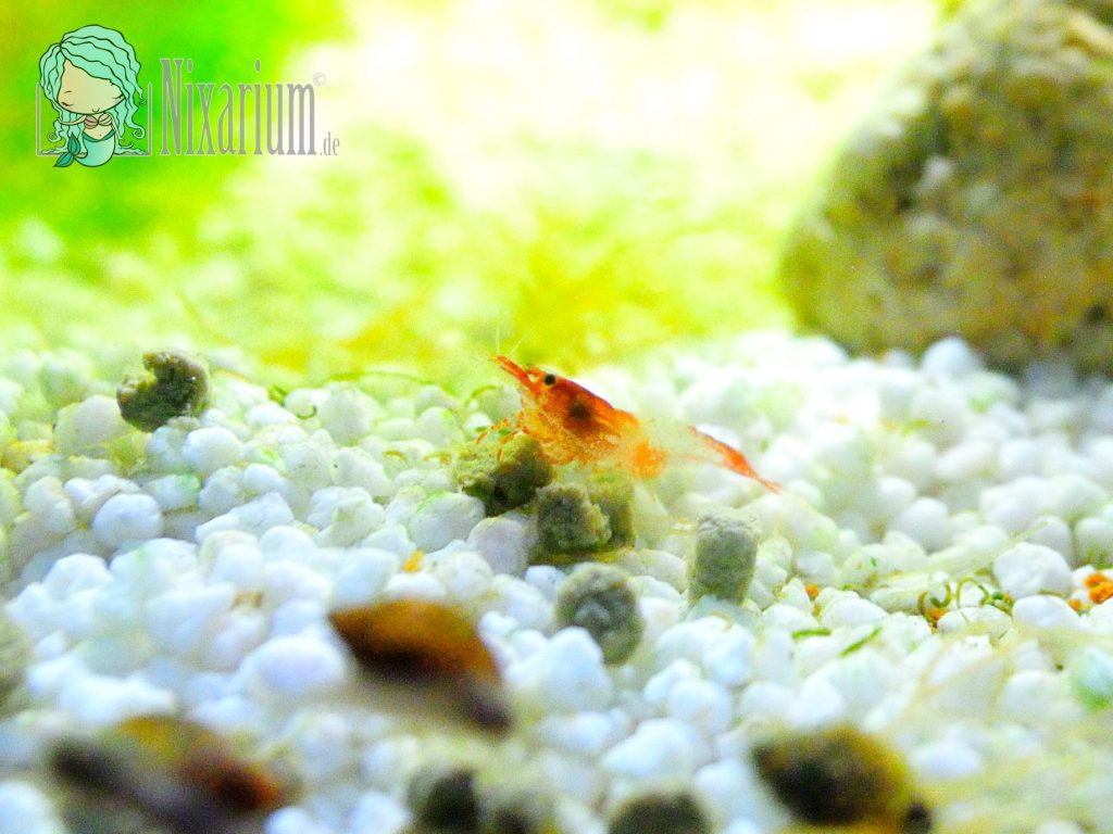 Neue Red Rili Garnelen für das Aquarium