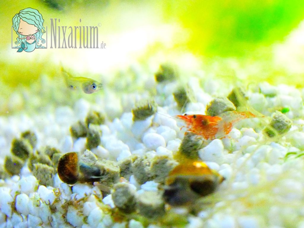 Neue Red Rili Garnelen für das Nelarium