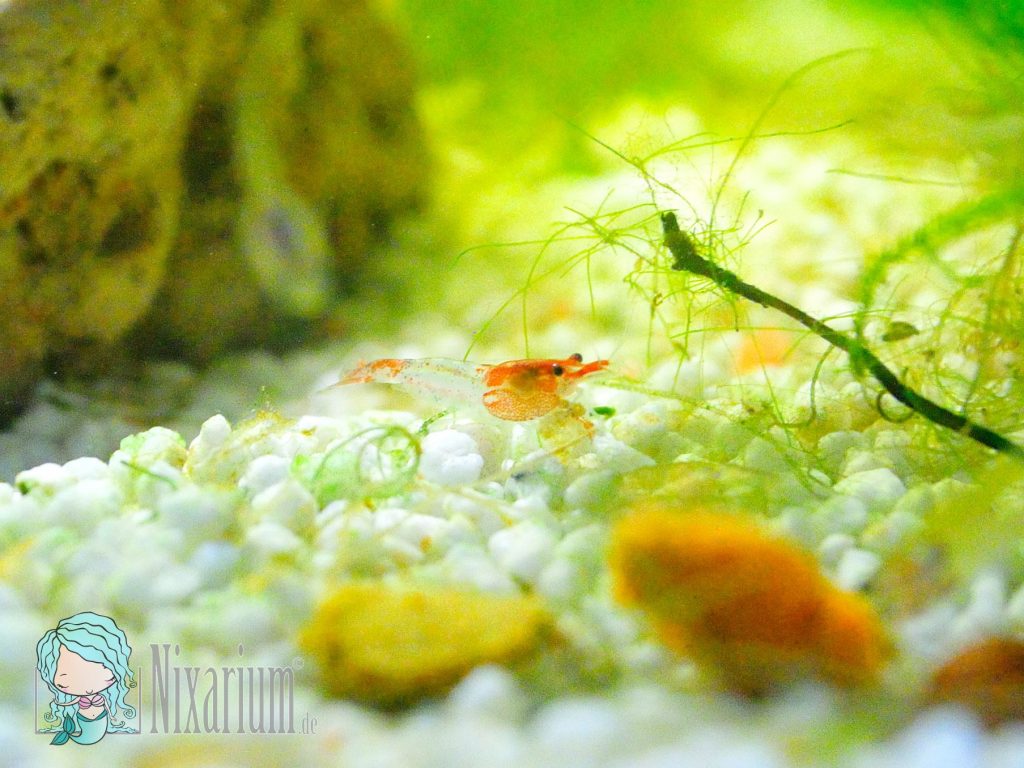 Neue Red Rili Garnelen im Nelarium