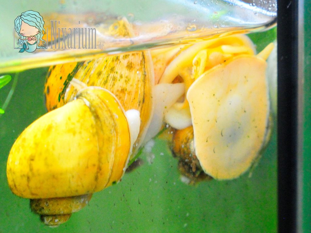 Paarung der Spitzen Apfelschnecke