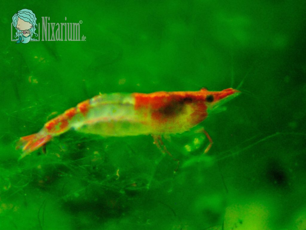 Red Rili Garnele