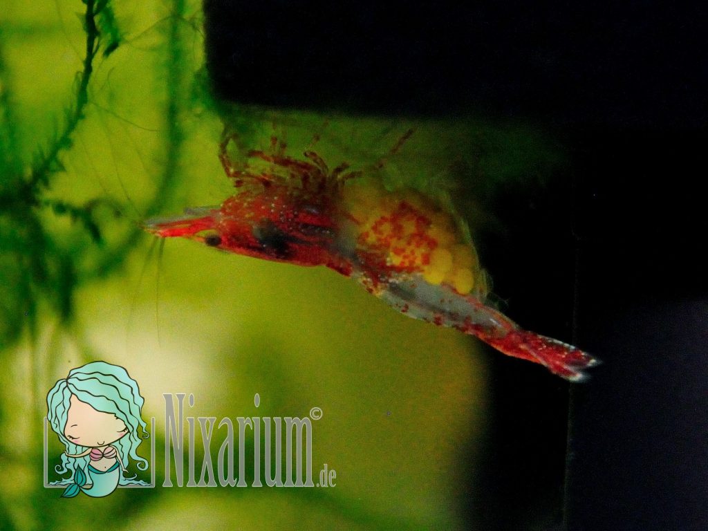 Red Rili Garnele mit Eiern unterm Rock