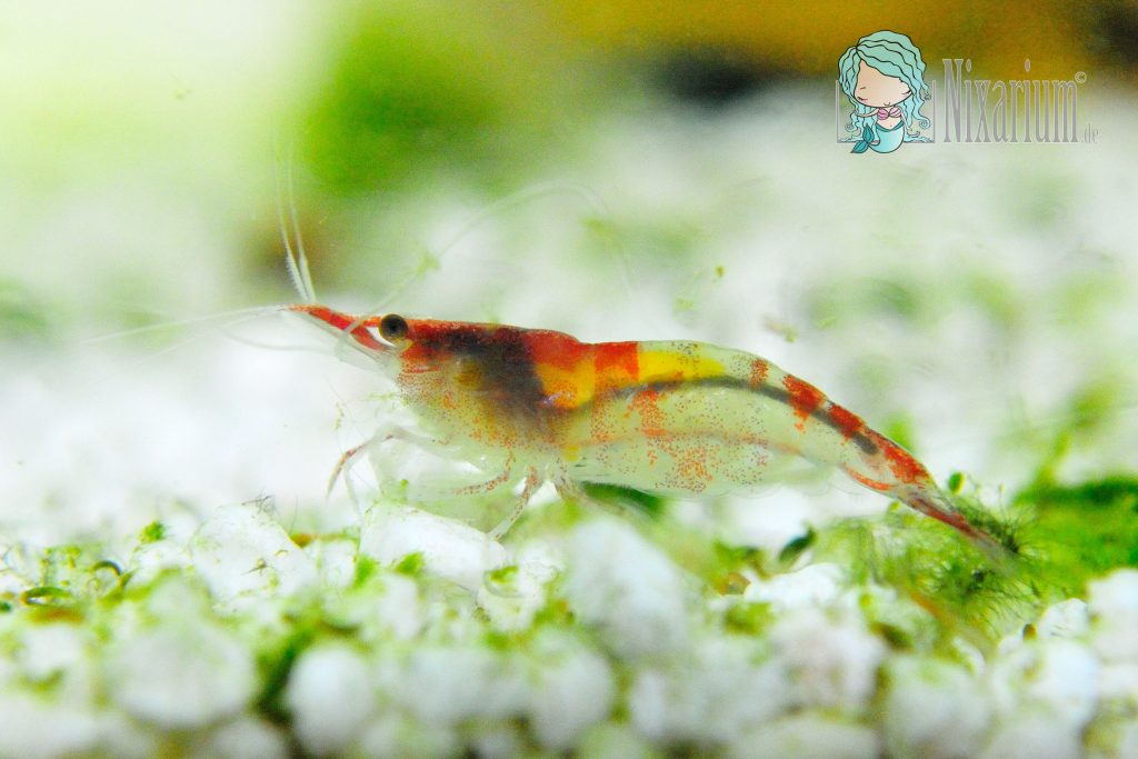 Red Rili Garnele mit Eifleck
