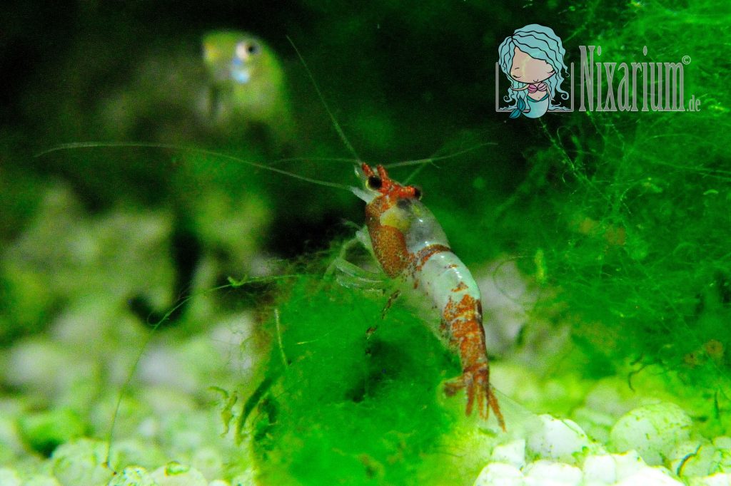 Red Rili Garnele von hinten