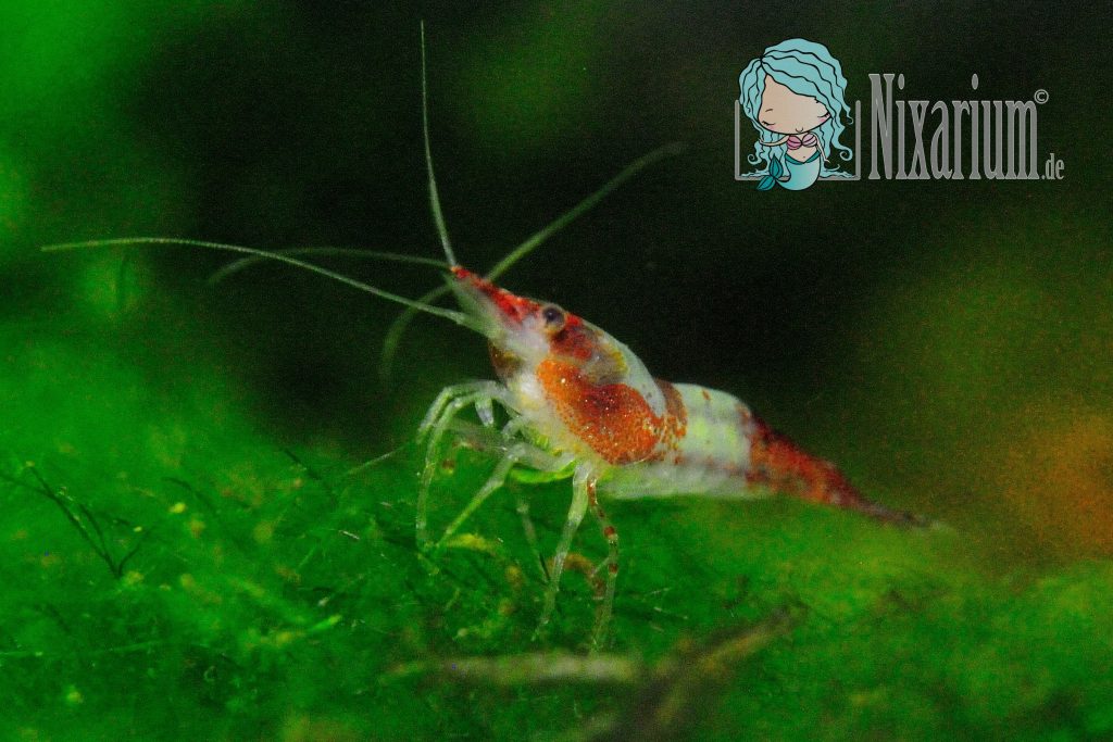 Red Rili Garnele von vorn