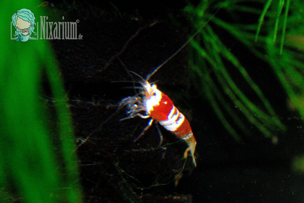 Red Bee Garnele