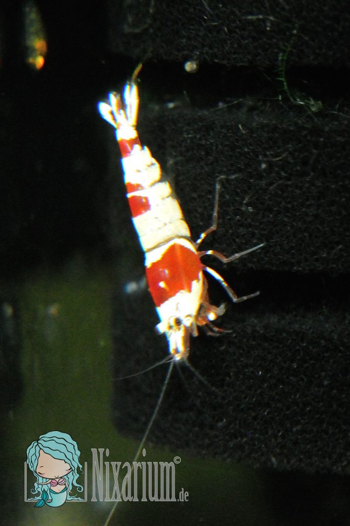 Red Bee Garnele - Grade SS
