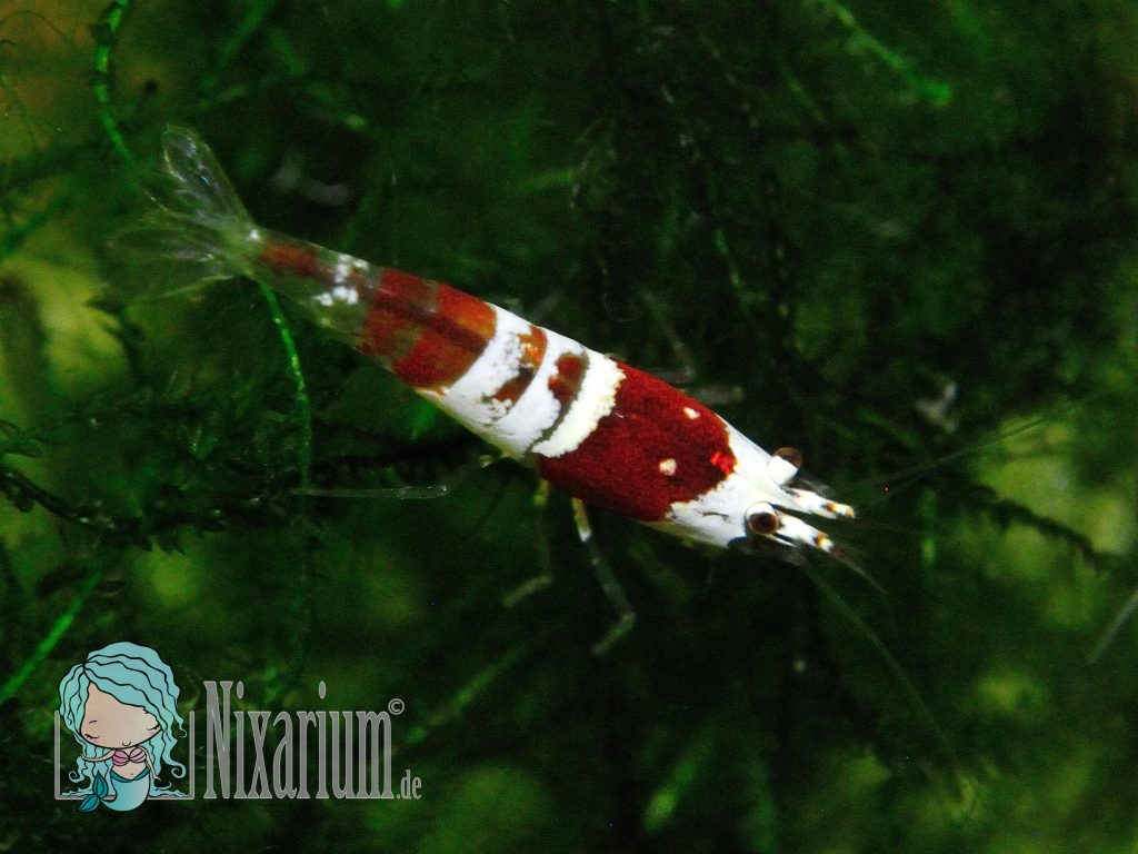 Red Bee - Grade B - Garnele