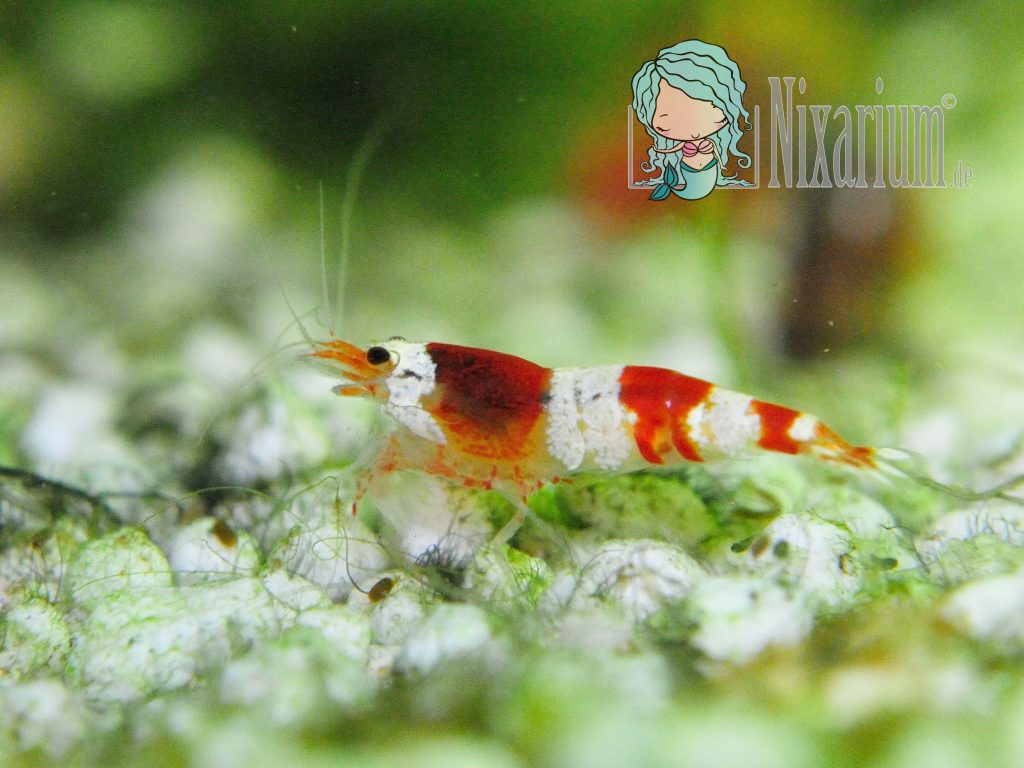 Red Bee Shrimp