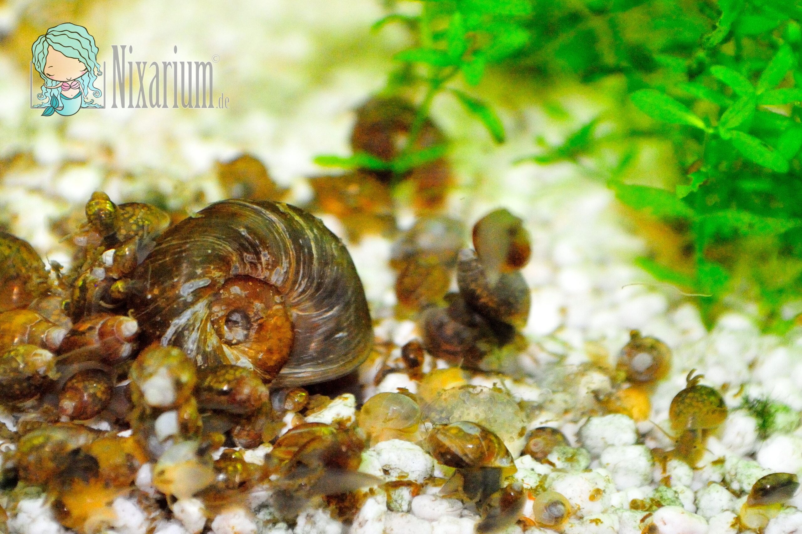 Wie Werde Ich Schnecken Im Aquarium Los Schneckenplage im Aquarium - Nixarium