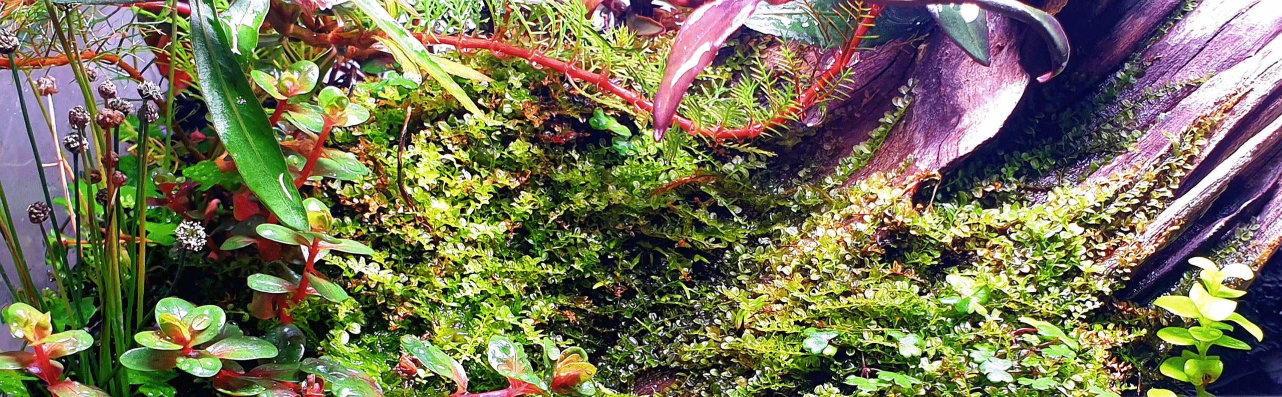 paludariummischungausaquariumundterrariumausschnitt Nixarium