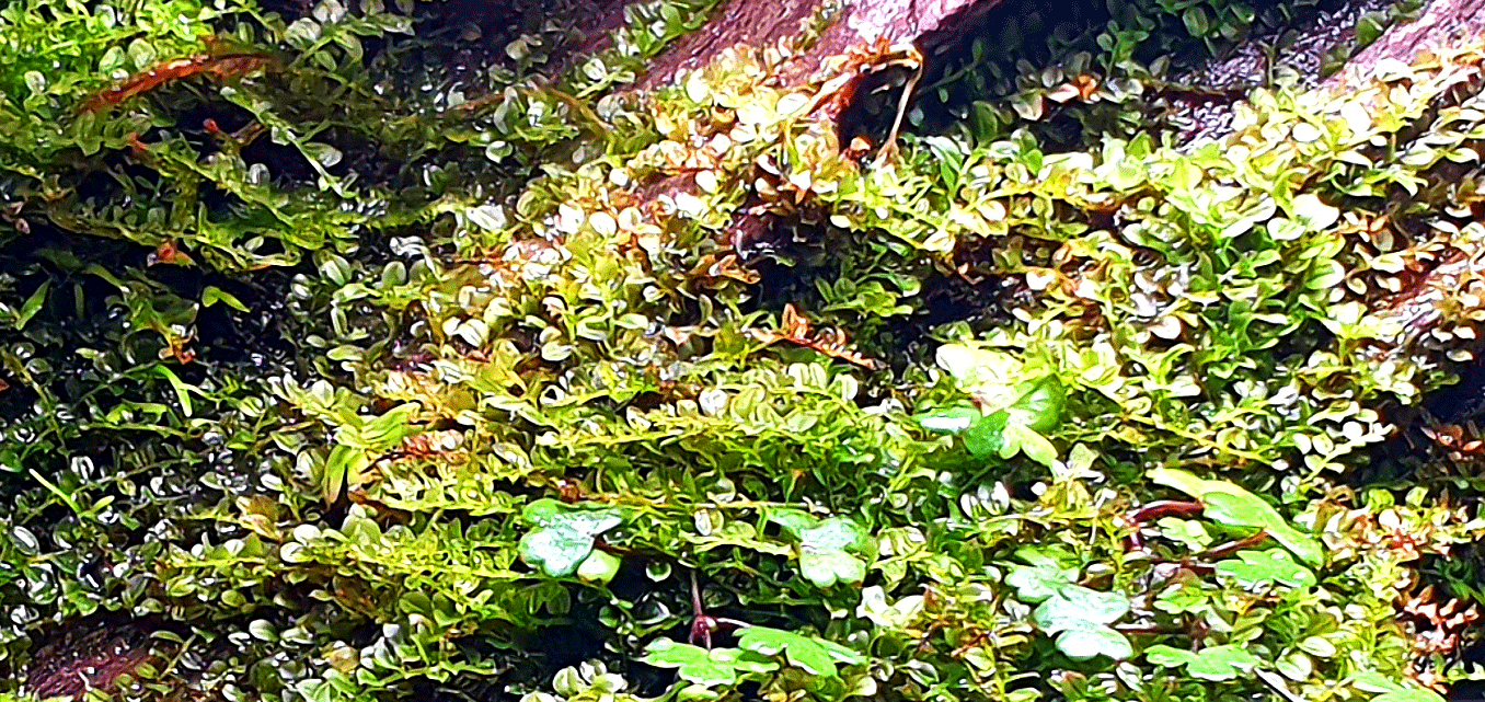 paludariummischungausaquariumundterrariumbepflanzung Nixarium