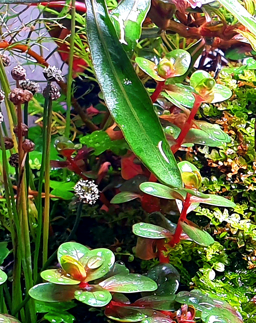 paludariummischungausaquariumundterrariumpflanzen Nixarium